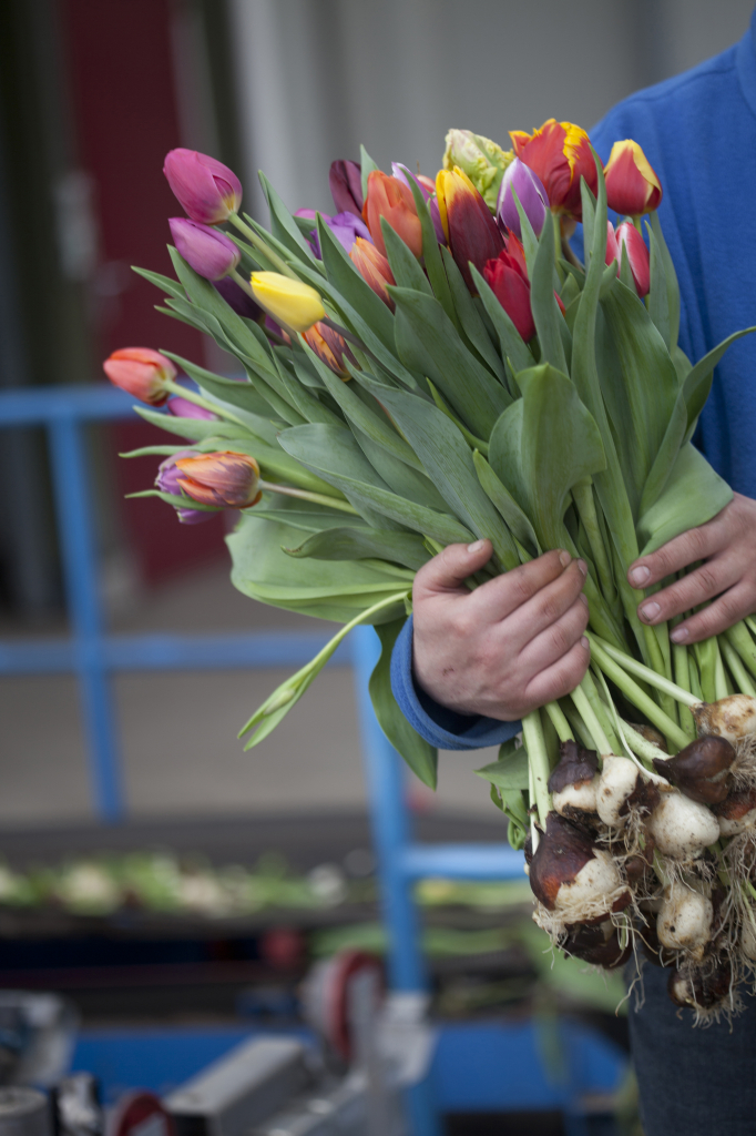 Produkte | Int Thoolen