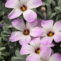 Adenophylla **