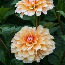 Bahama Apricot