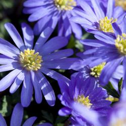 Blanda Blue Shades **