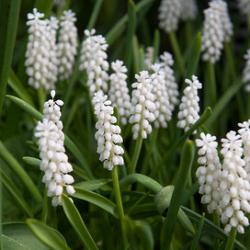 Botryoides Album    **