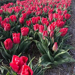 Calgary Red ® **
