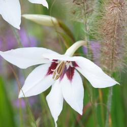 Callianthus Murielae