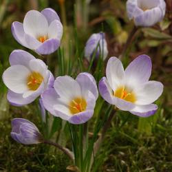 chrys. 'Blue Pearl'
