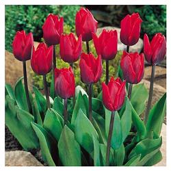 Couleur Cardinal **