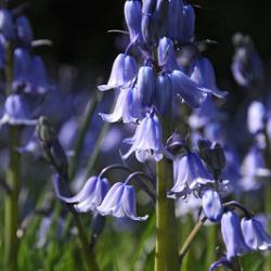 Hispanica Blau