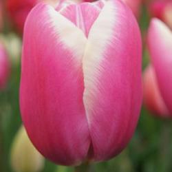 Jumbo Beauty ®