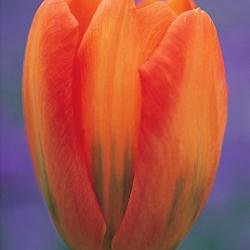 Orange Emperor