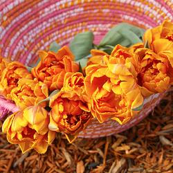 Orange Princess **