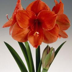Orange Souvereign