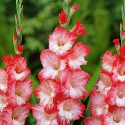 Pink Lady