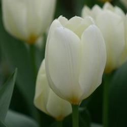 Purissima