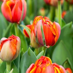 Queensday ®