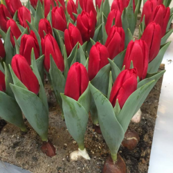 Red Paradise ® **