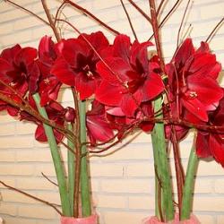 Red Pearl ®