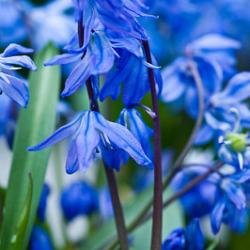 siberica 'Spring Beauty' **