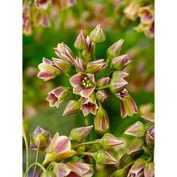 siculum ssp bulgaricum
