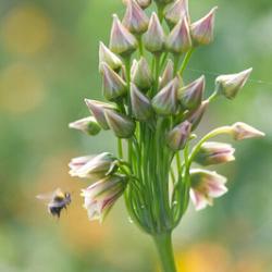siculum ssp bulgaricum