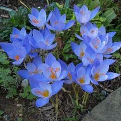 speciosus ssp speciosus