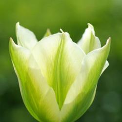 Spring Green