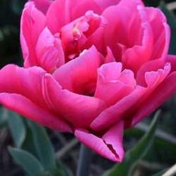 Sunset Tropical ® **