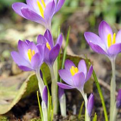 tomm. 'Whitewell Purple'