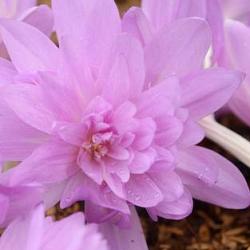 Waterlily