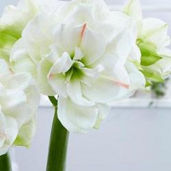 White Amadeus ®