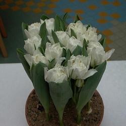 White Desire ®      **