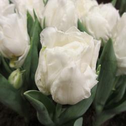 White Desire ®      **