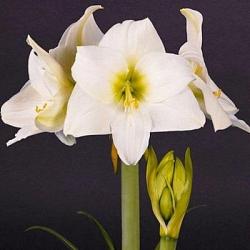 White Queen ®