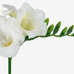 White Serenade ®