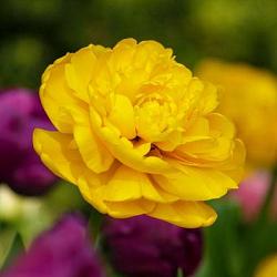 Yellow Pompenette ®