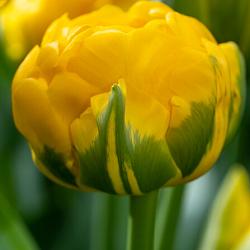 Yellow Pompenette ®