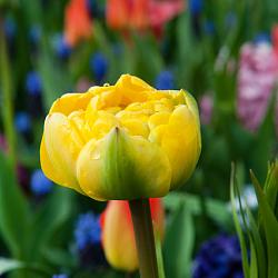 Yellow Pompenette ®