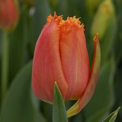 Orange Passion ®