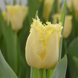 Rebellious Yellow ®