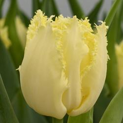 Rebellious Yellow ®