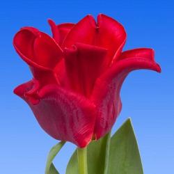 Red Dress ®