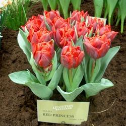 Red Princess