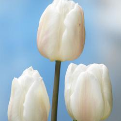 White Marvel