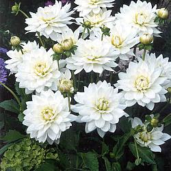 Karma Maarten Zwaan ®