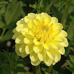 Yellow Don