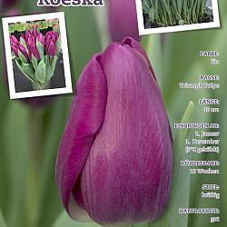 Roeska ®
