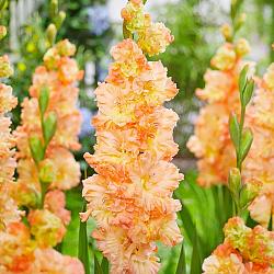 The Great Queen Elizabeth