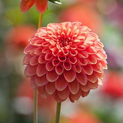 Zundert Mystery Fox ®