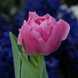 Desirelle
