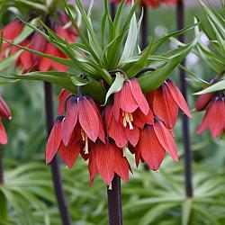 Imperialis 'Red Beauty'