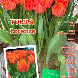 Lorenzo ®