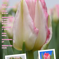 Pink Delight ®